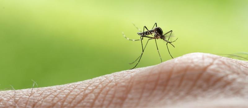 Mosquito Control at Forefront, Dengue Cases Confirmed in Florida