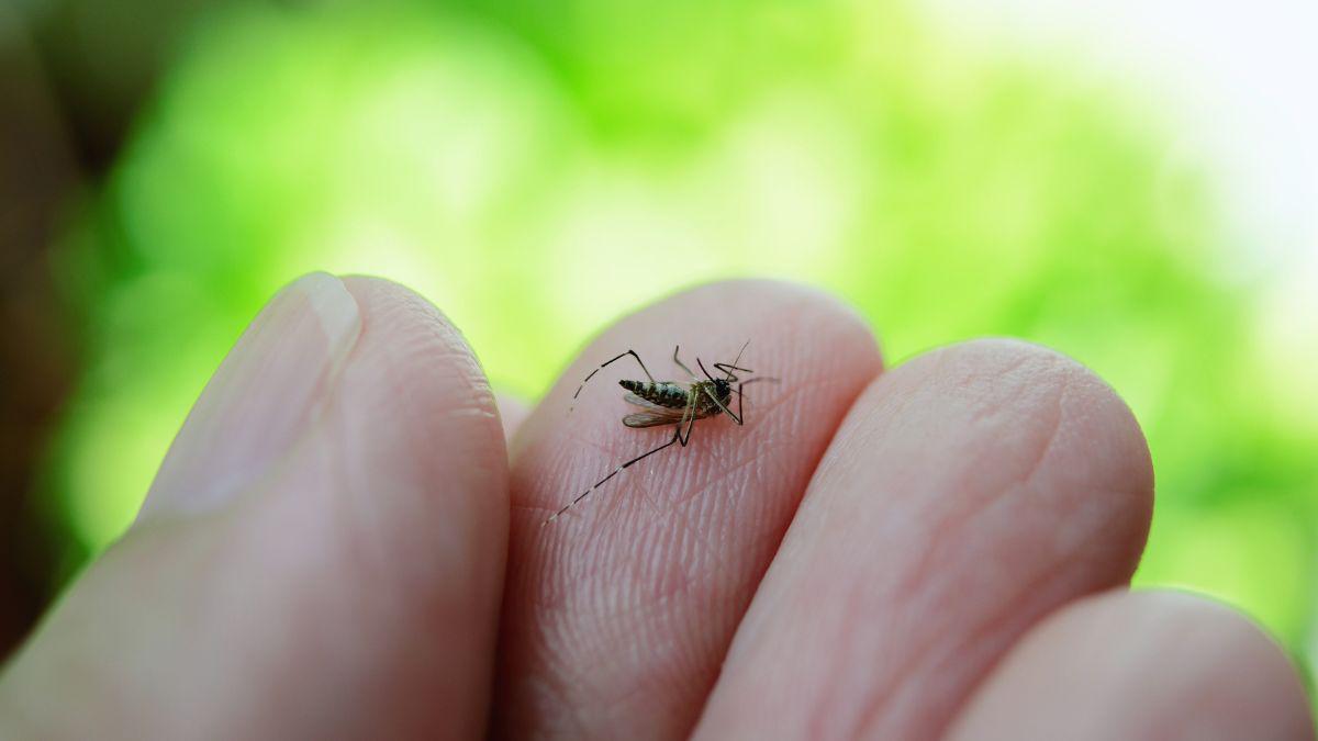 Dengue Fever in Florida, 2025 Update