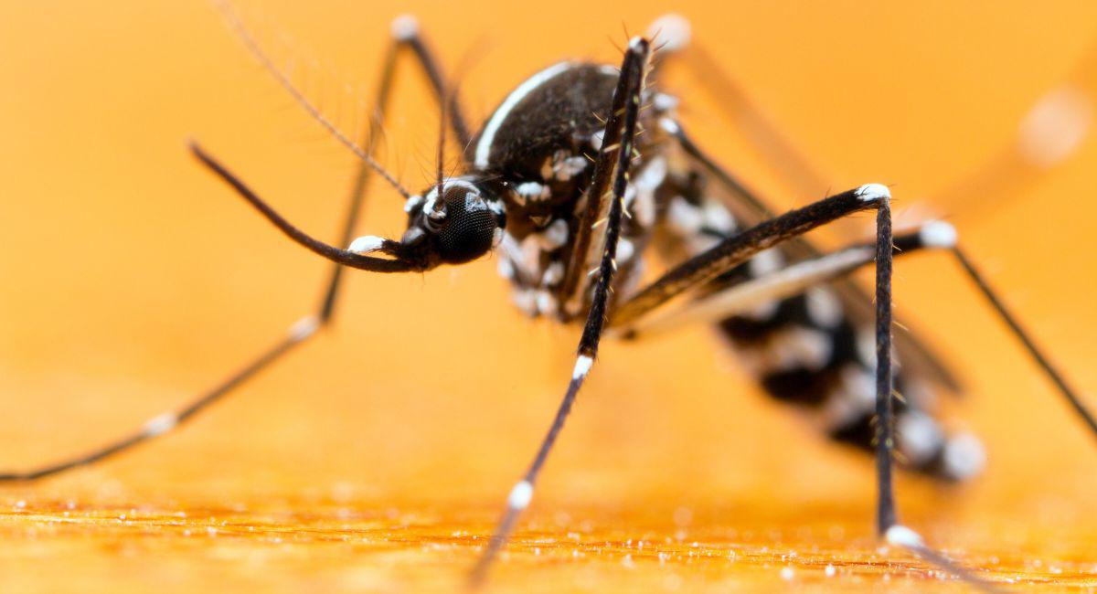 Is Florida's Dengue Outbreak a Concern for Northeast Florida?