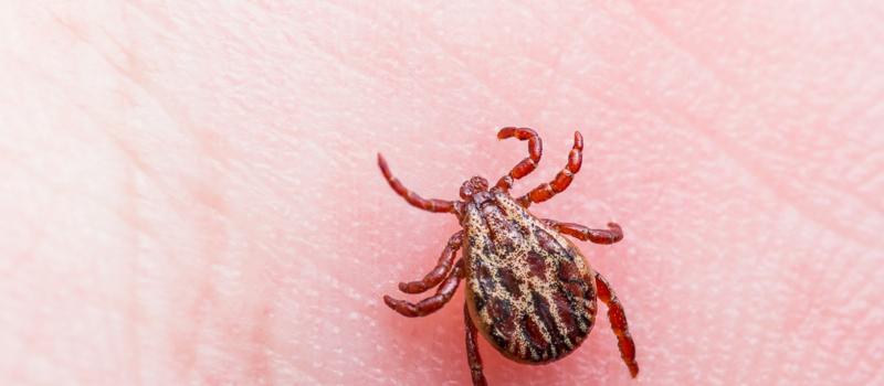 How Often Should I Schedule My Tick Control?