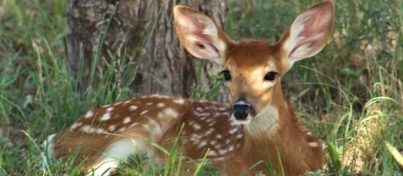 Did you Know Deer Don’t Get Lyme Disease?