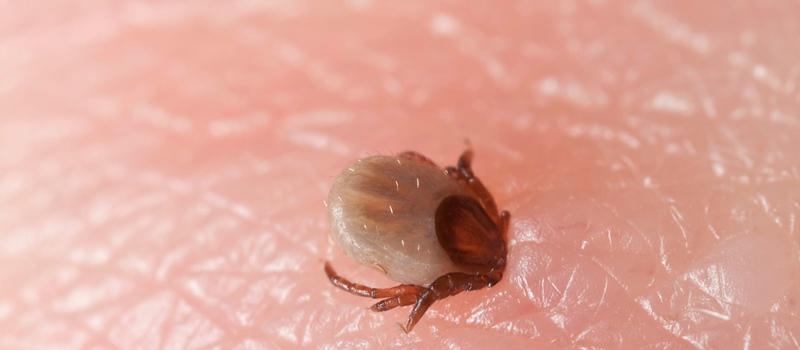Do groundhog ticks carry Lyme disease?