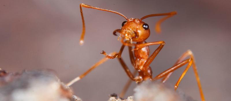 Do I need fire ant control?