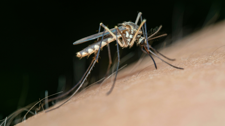 Do Natural Mosquito Treatments Really Work?