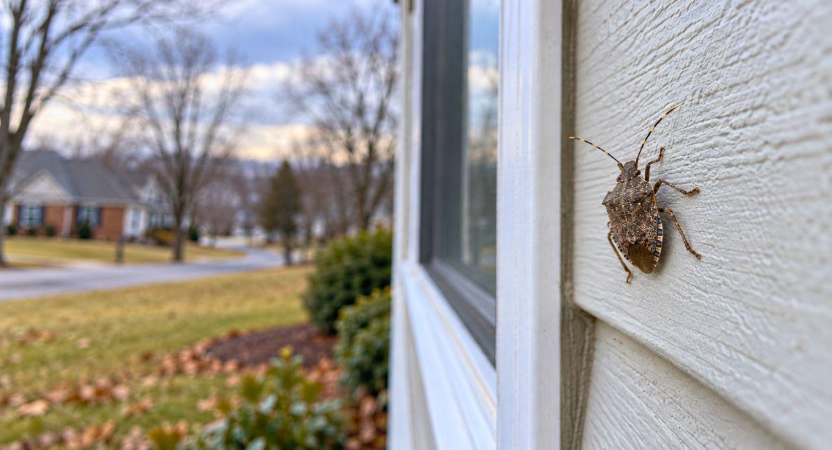 Do Stink Bugs Survive Winter in Nashville?