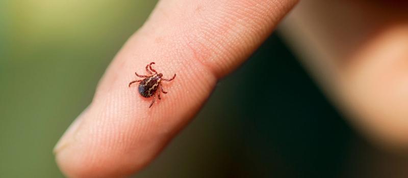 Do all ticks in Tennessee carry diseases?