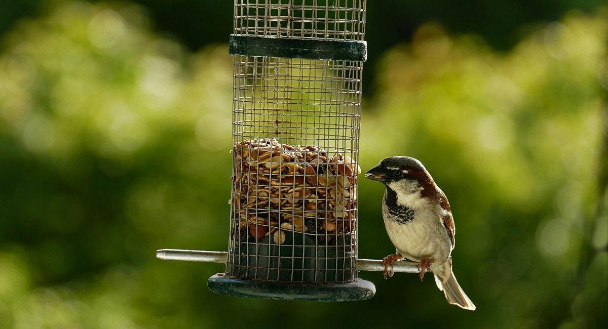 Are Backyard Bird Feeders Attracting Rodents to Your Yard?