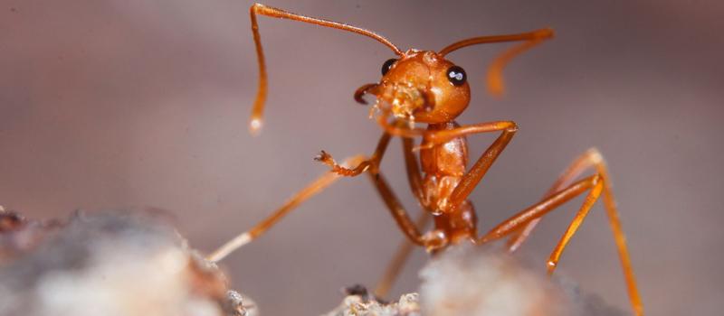 Do I Need Fire Ant Control in the Fall?