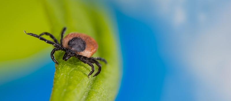 Do I only need tick control in spring and summer?