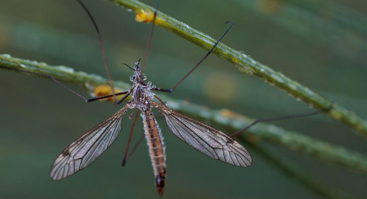 Do Mosquito Eaters Eat Mosquitoes?