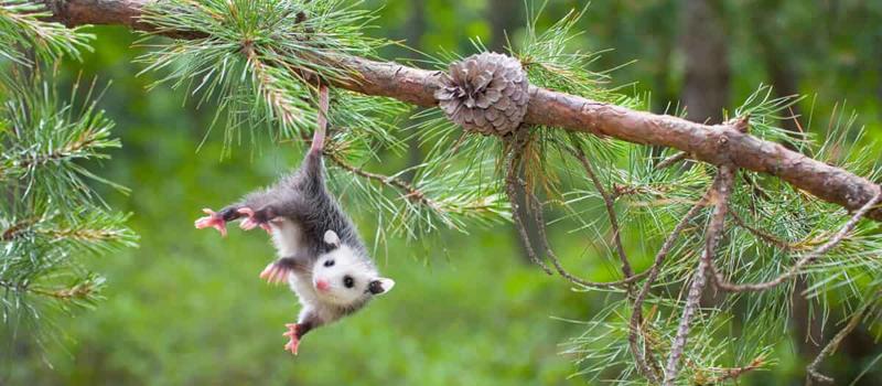 Do Opossums Eat Thousands of Ticks Per Week?