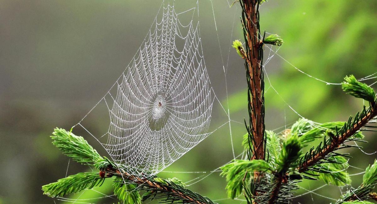 Do Spiders in My Yard Mean I Have Other Pests?