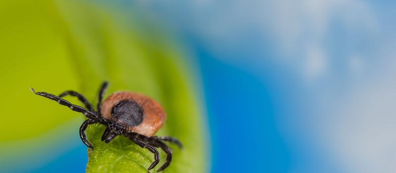 Do Ticks Live In Florida?