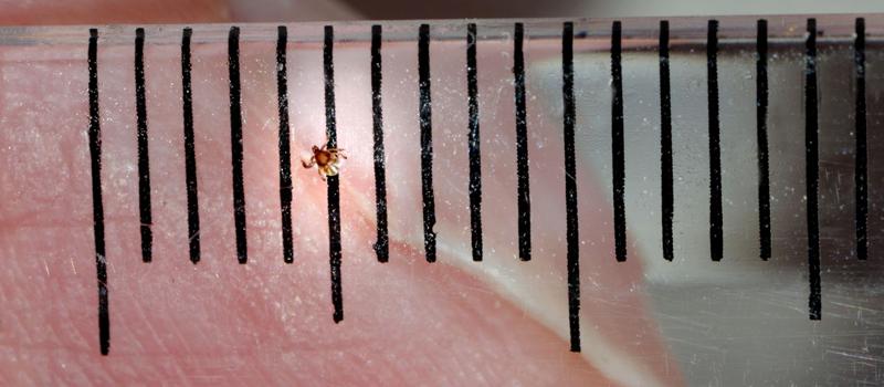 Do tiny ticks carry Lyme disease?