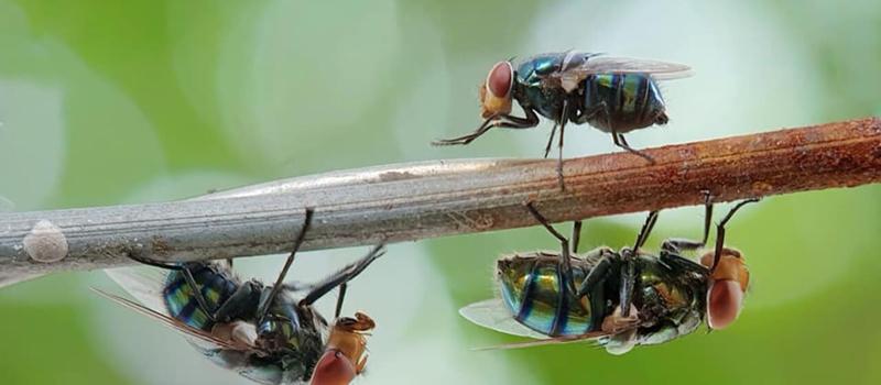 Does Florida Have a Fly Problem?