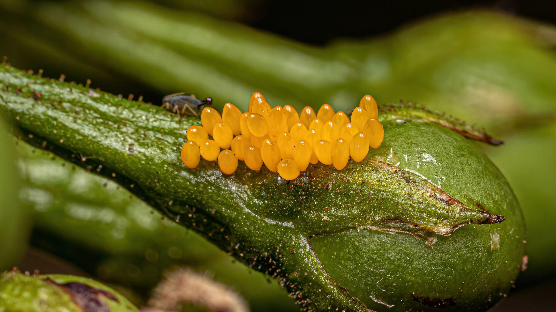 Does Granular Pest Control Kill Insect Eggs?