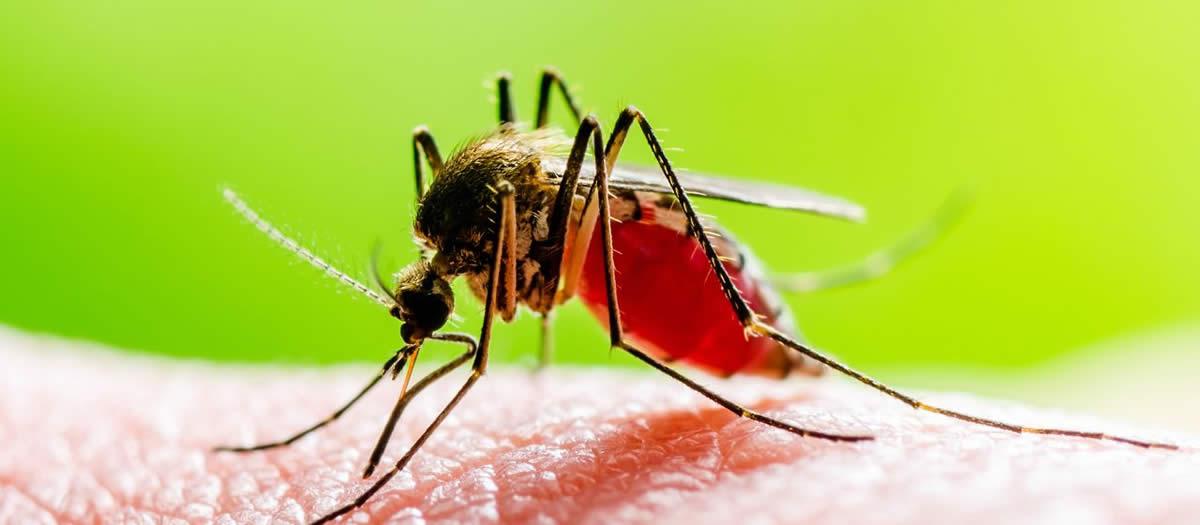 Is Pest Control Effective for Mosquitoes?