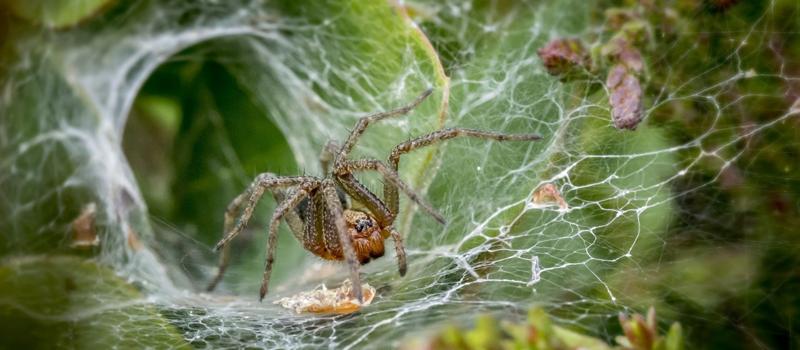 Will Spider Control Result in More Spiders?
