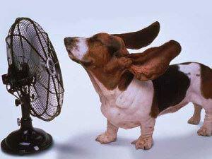 Dog and fan