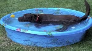 Dog in Pool