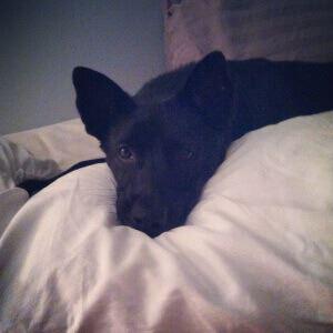 Protecting Your Dog from the Dangers of Ticks