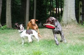 dogs playing 