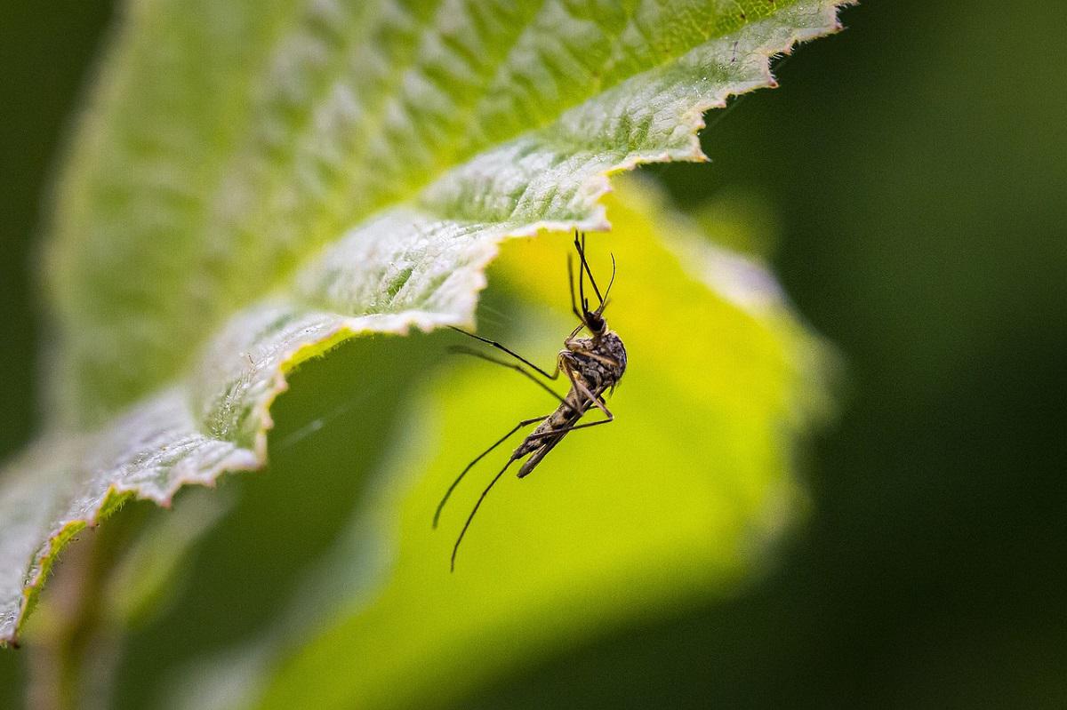 Comprehensive Mosquito Control in Duluth: Expertise from Mosquito Squad of Greater Atlanta