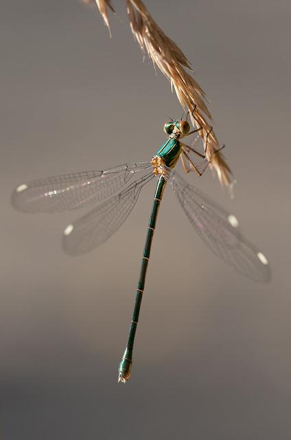 Dragonfly hanging on dried grass