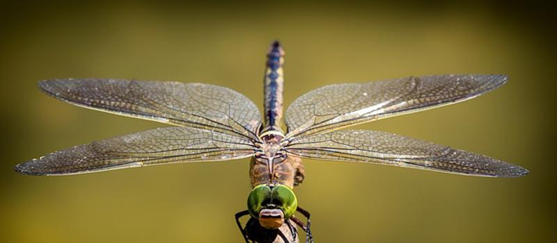 Dragonflies: The Natural Mosquito Control Heroes