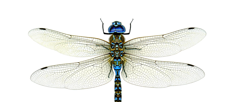 Mosquito Predator: Dragonfly