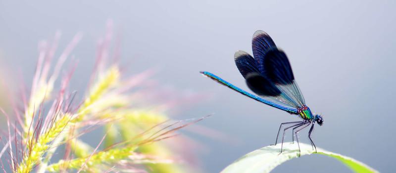 Attracting Dragonflies for Mosquito Control