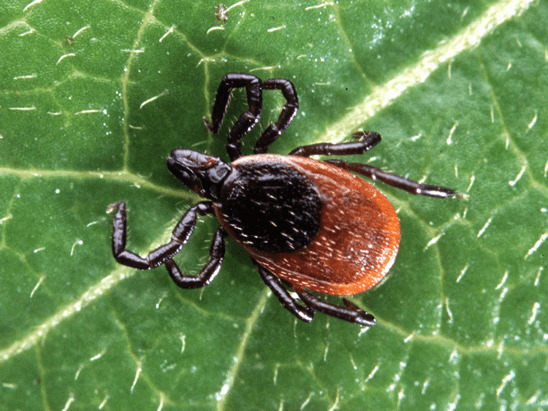 A tick 