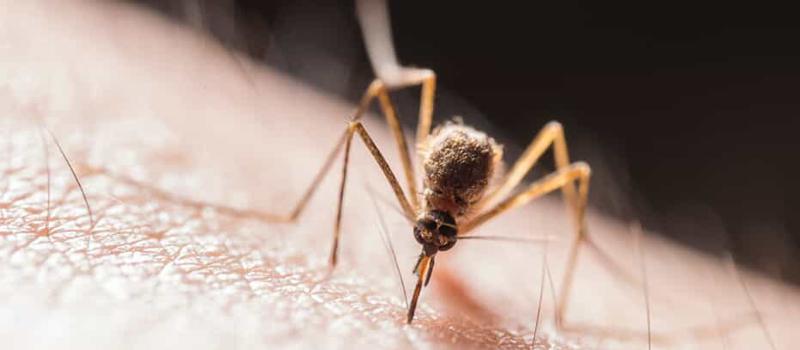 Should You Worry About Invasive Mosquitoes?