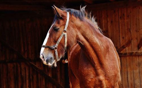 horse side profile