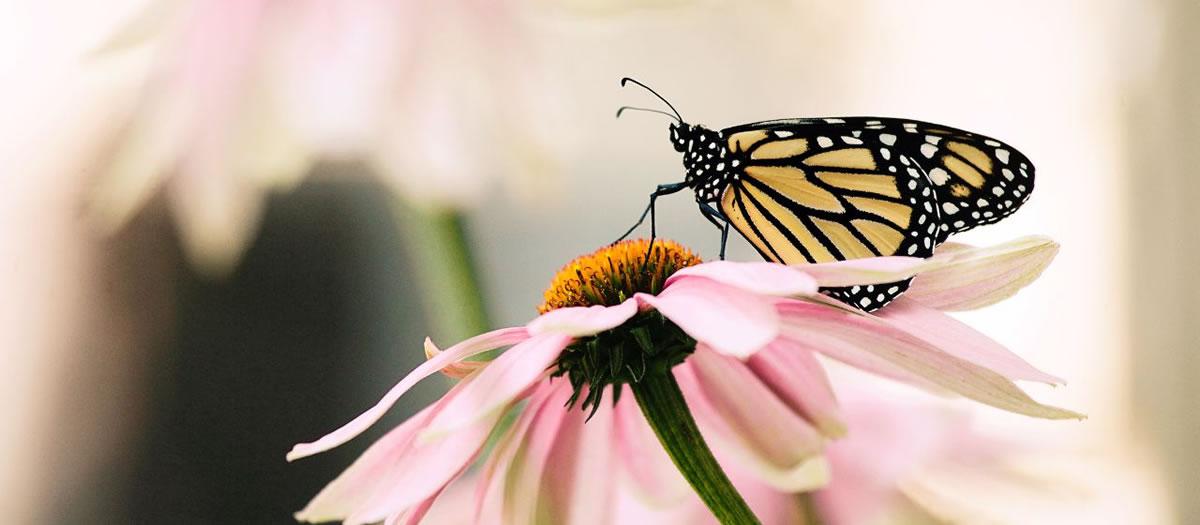 Eco-Friendly Mosquito Control in El Paso