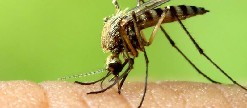 Mosquito Bites and the Potential Danger They Carry: The Time to be Concerned Is Now