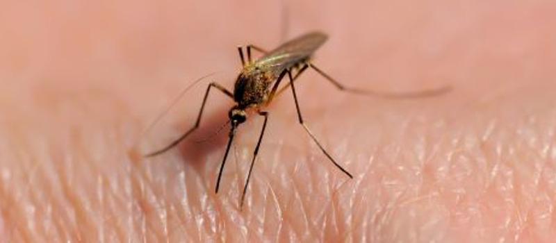 What are the common Mosquito Diseases in El Paso?