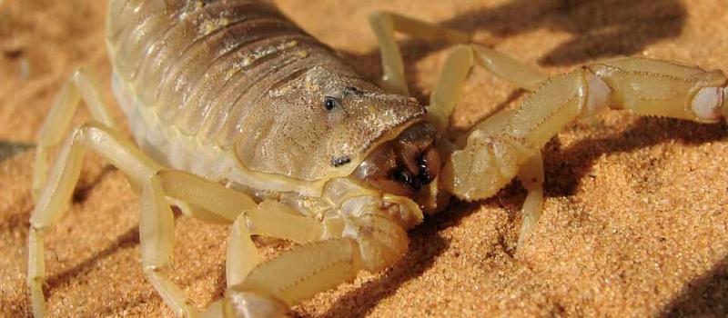 At-Home Scorpion Control Remedies That Do NOT Work