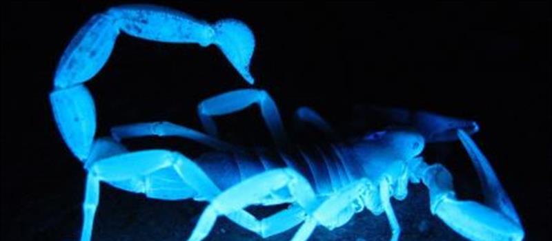 Common Myths About Scorpions in El Paso