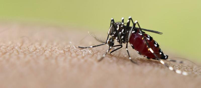 Mosquito Facts Did you Know Mosquitoes Spread the Parasite that