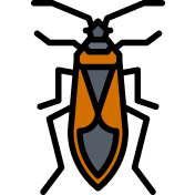 Elm Seed Bug icon