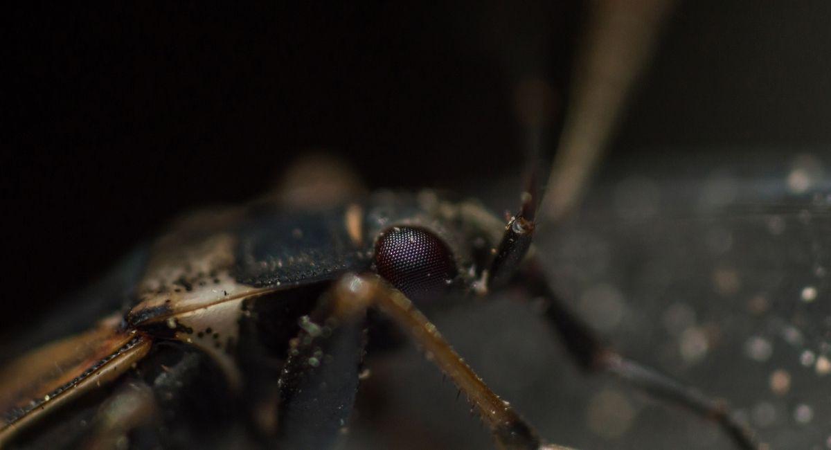 Summer Houseguests vs. Fall Squatters: Elm Seed, Boxelder Bugs