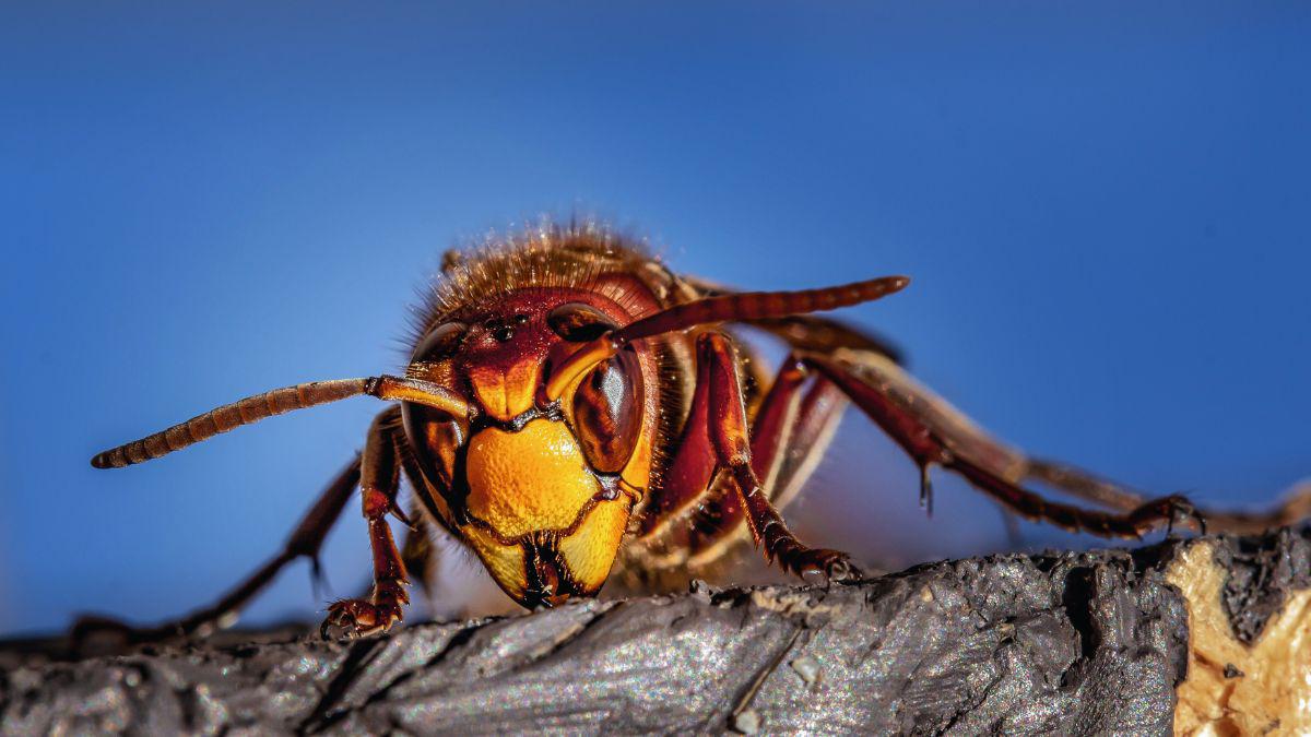 Goodbye Summer, Goodbye Pests? Not So Much!