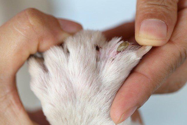 tick on a cat's paw