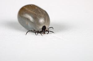 Engorged ticks like this one can carry disease to you and your family