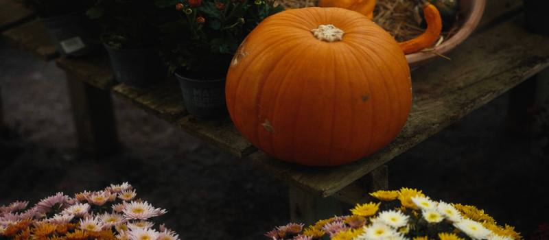 3 Ways Ticks End Up in Your Yard in the Fall