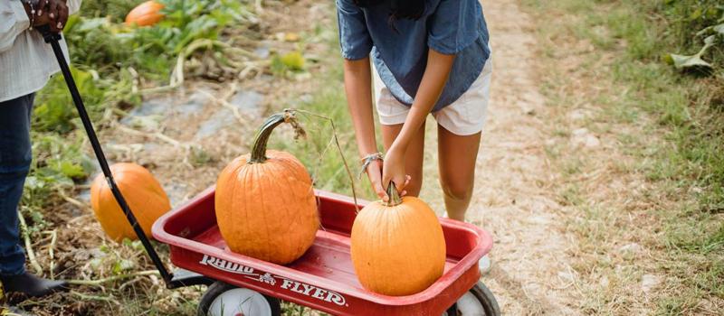 Fall Decor Could Bring Ticks Right to Your Front Door