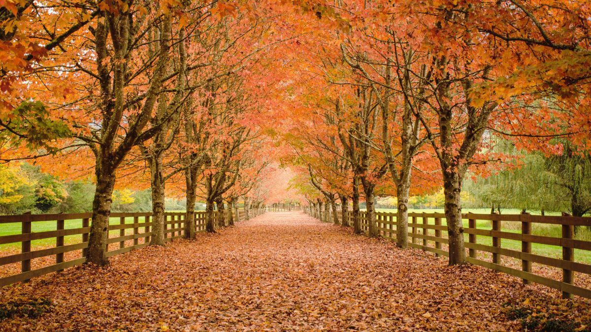 Why Fall and Early Winter Are Ideal Times to Defend Your Yard