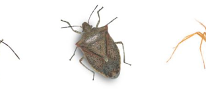 Reserve Your Fall Pests Treatments Today