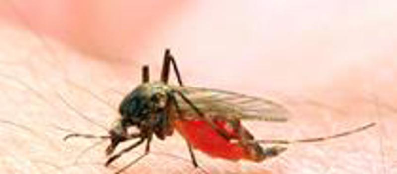 West Nile Cases on the Rise in the Area